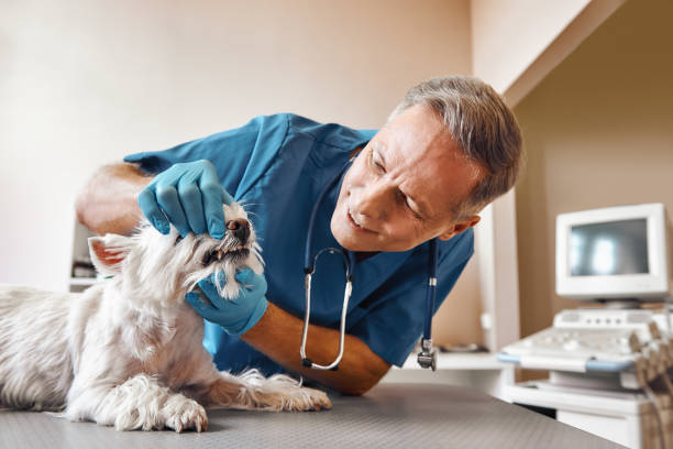 Best Emergency Dental Extractions in Ballston Spa, NY